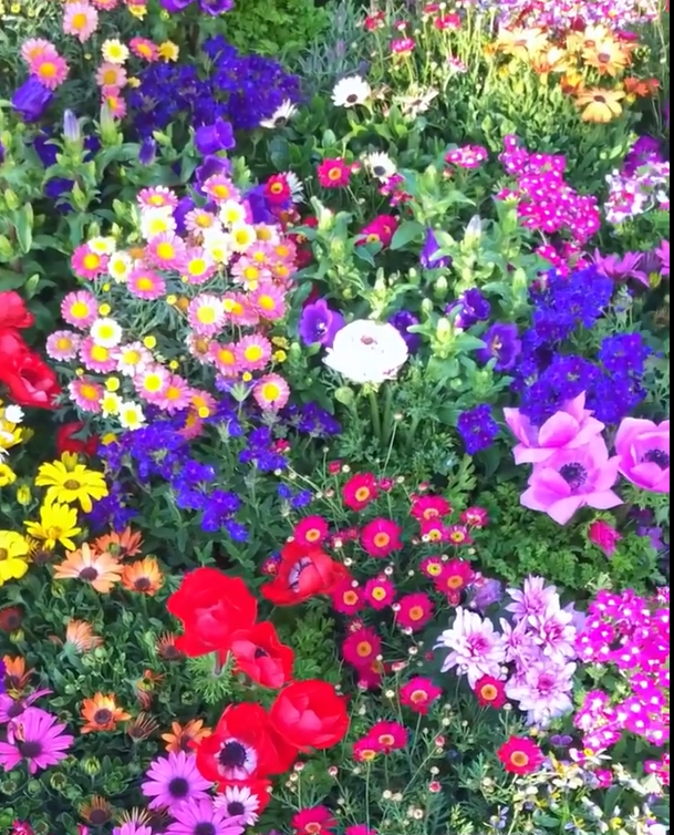 Deer Resistant Seed Mix - Over 12 kinds mixed