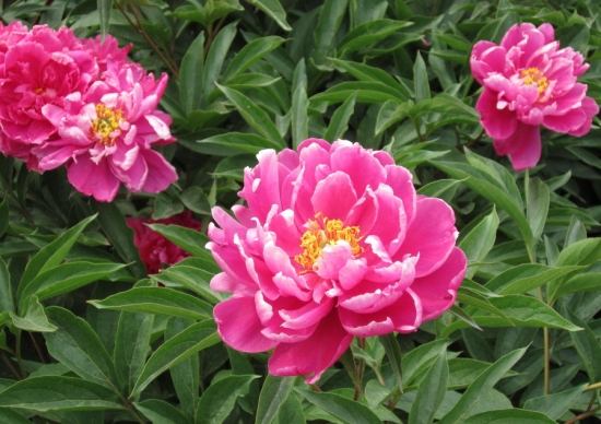 Colorful Peony Flower-Over 5 Colors.