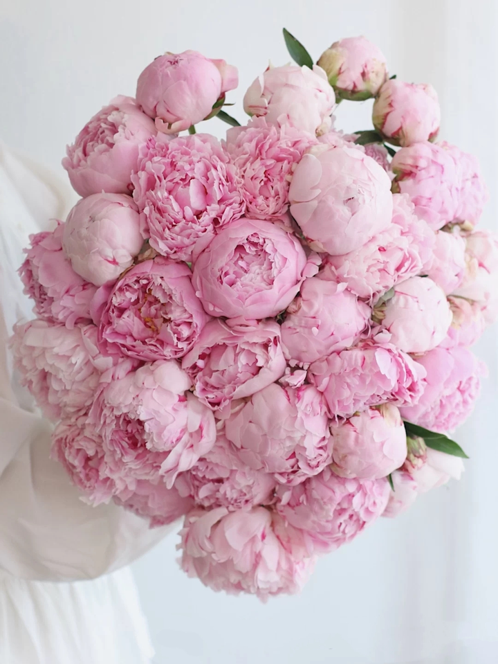 Colorful Peony Flower-Over 5 Colors.