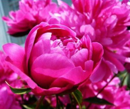 Colorful Peony Flower-Over 5 Colors.