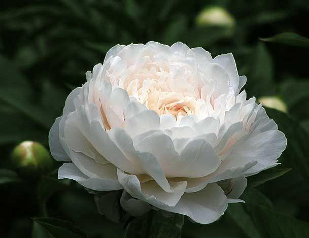 Colorful Peony Flower-Over 5 Colors.