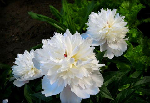 Colorful Peony Flower-Over 5 Colors.