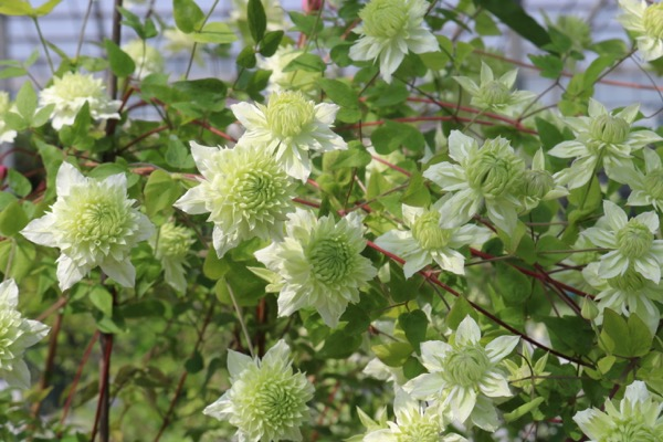 Manju Clematis