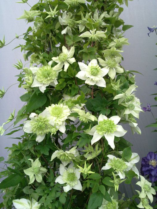Manju Clematis