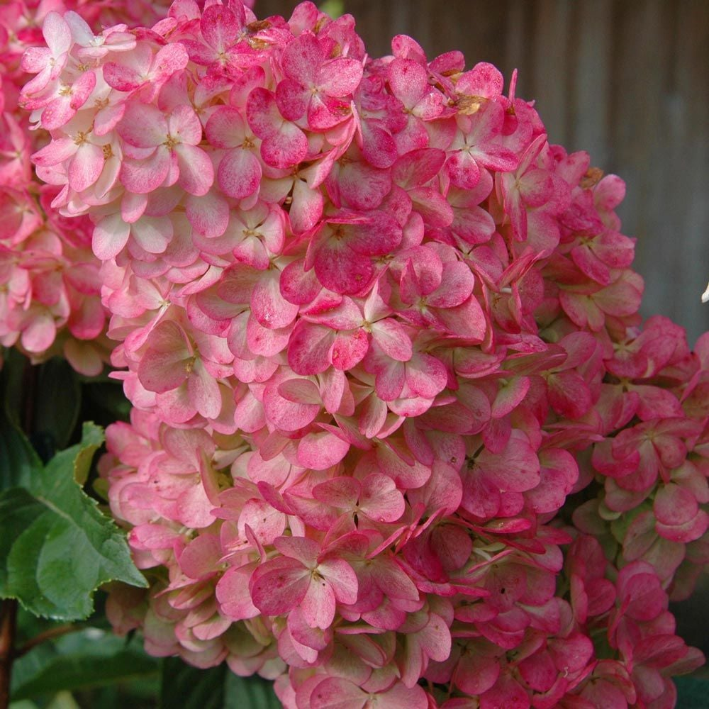 Strawberry Sundae Hydrangea