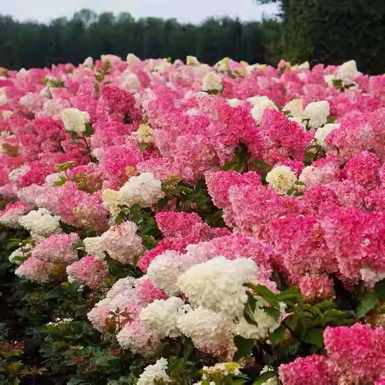 Strawberry Sundae Hydrangea