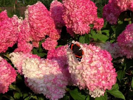 Strawberry Sundae Hydrangea