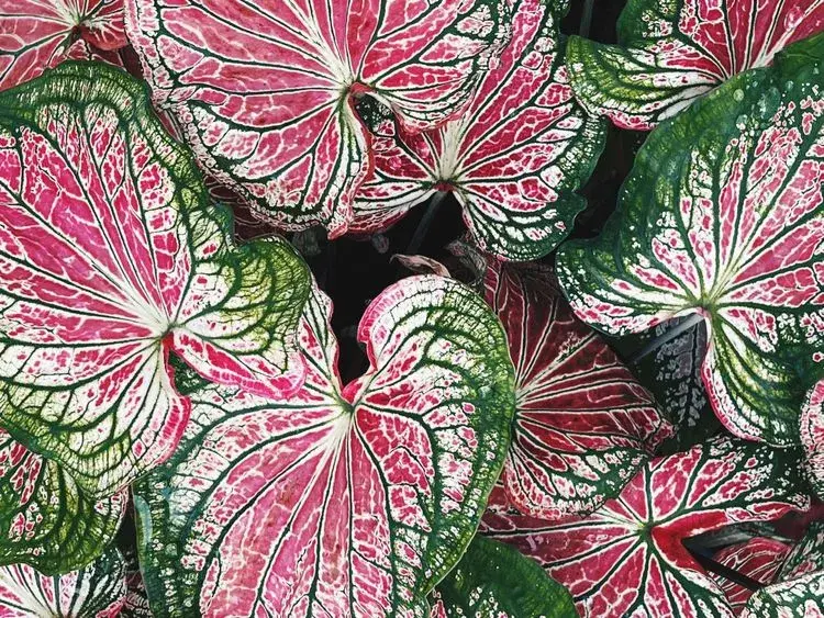 Heart of Jesus-Caladium