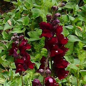 black snapdragon-'Black Prince'