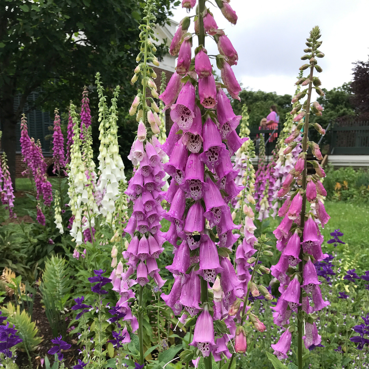 Foxglove Flower Seeds