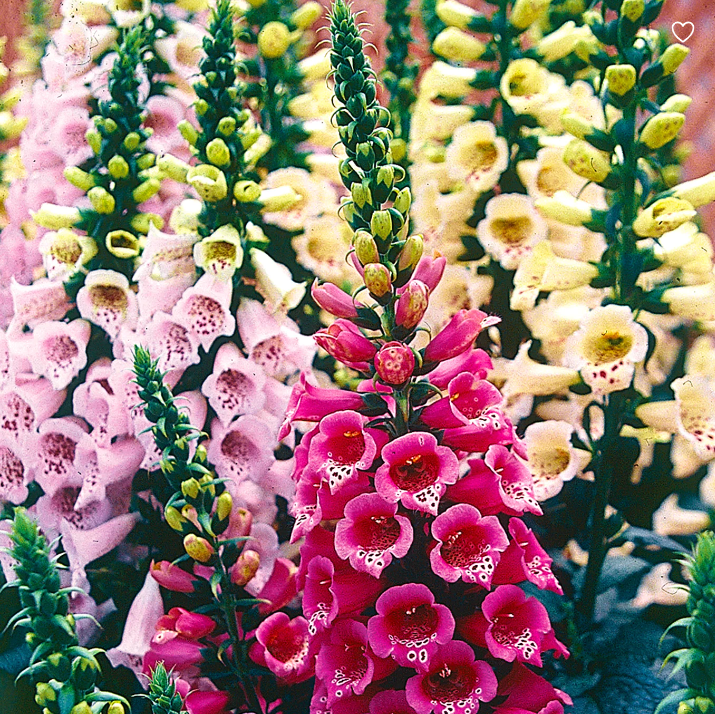 Foxglove Flower Seeds