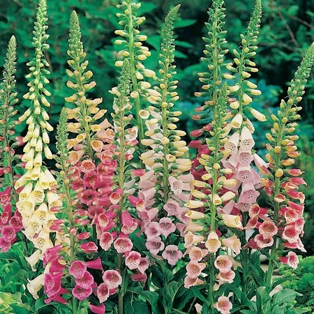 Foxglove Flower Seeds