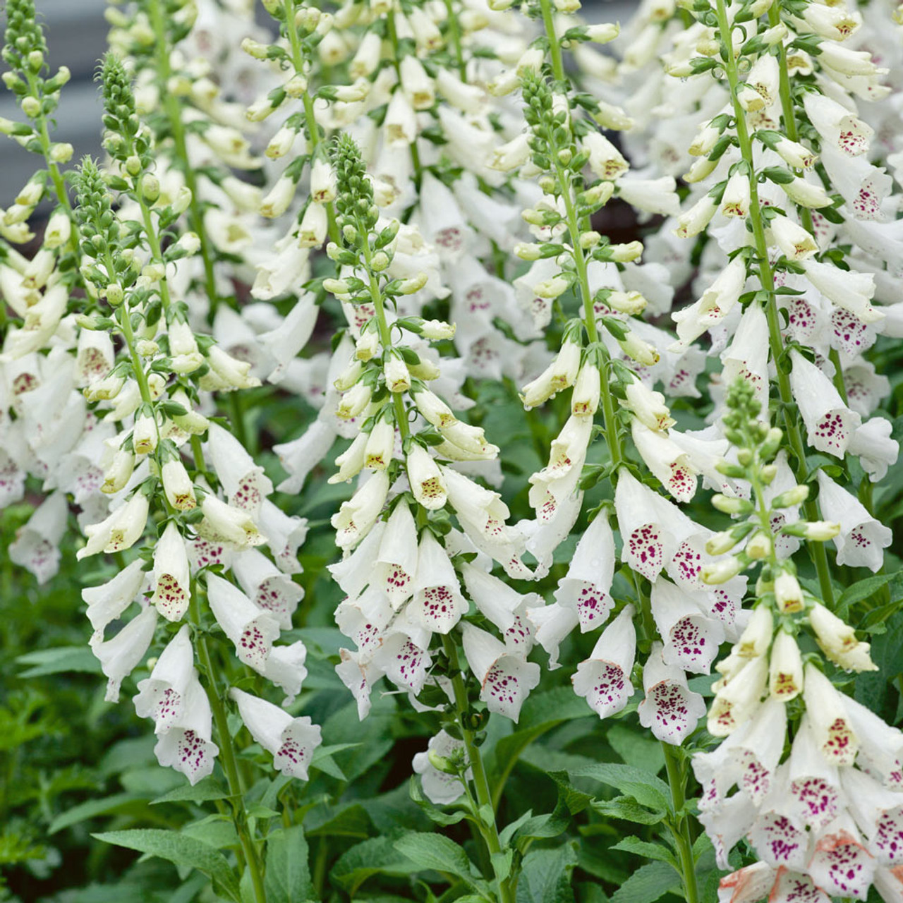 Foxglove Flower Seeds