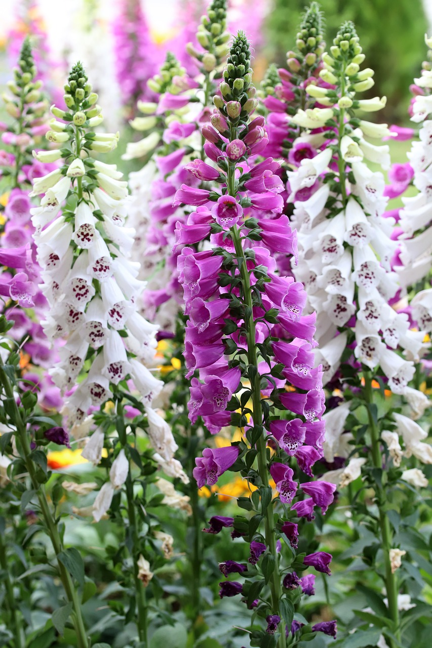 🔔Foxglove Flower Seeds