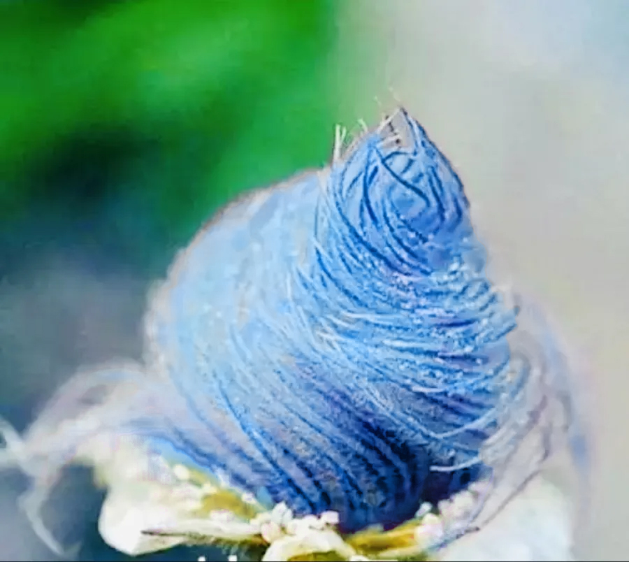 Blue Prairie Smoke Flower