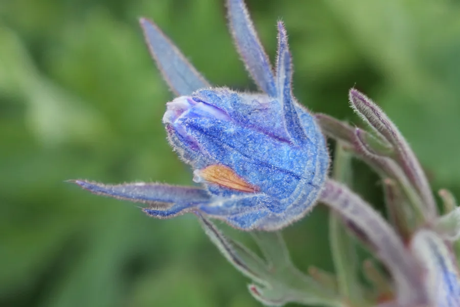Blue Prairie Smoke Flower