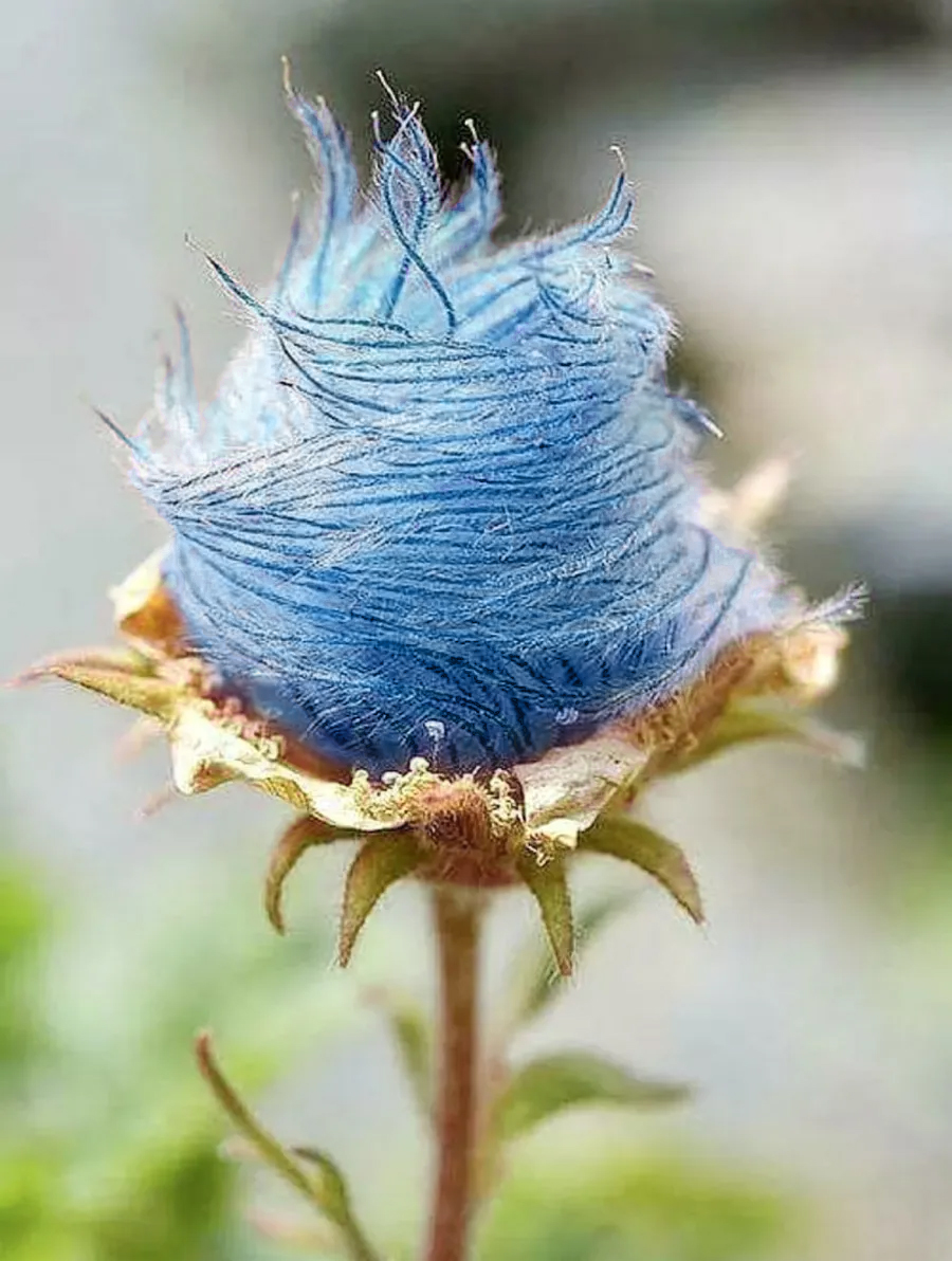 Blue Prairie Smoke Flower