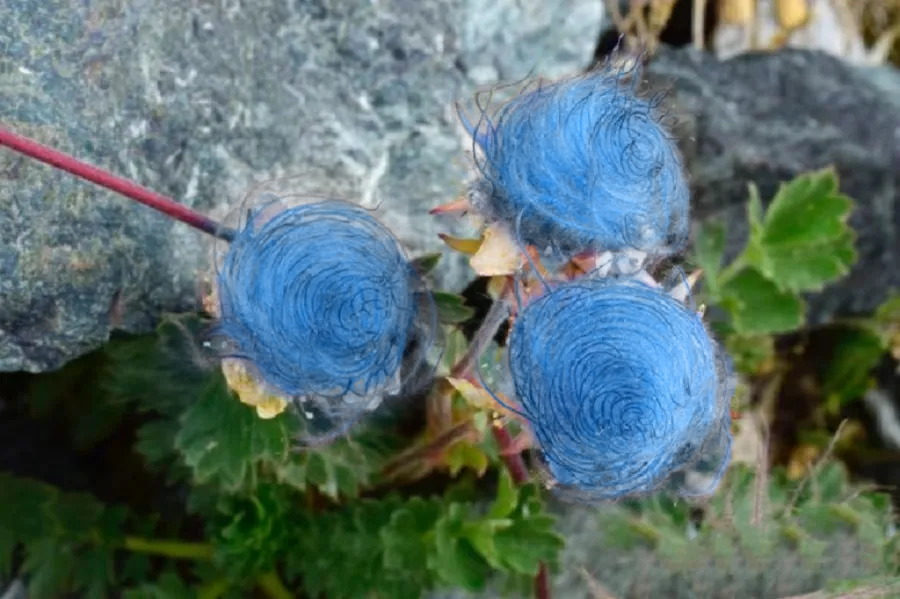 Blue Prairie Smoke Flower