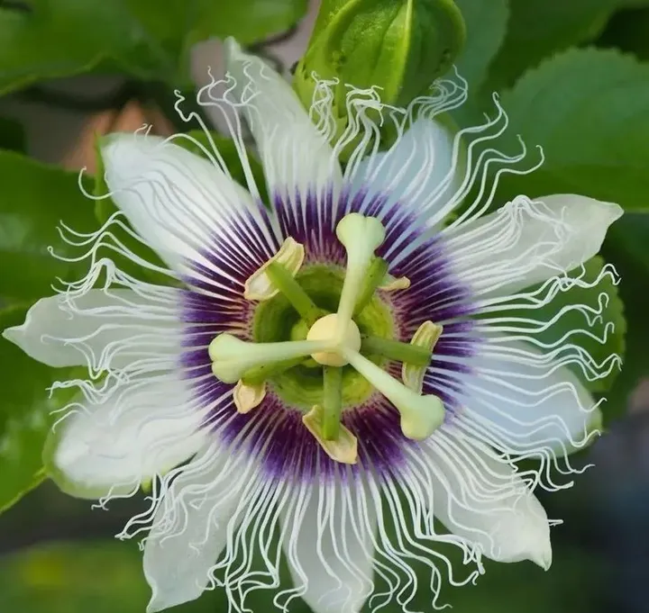Passion Flower Seeds