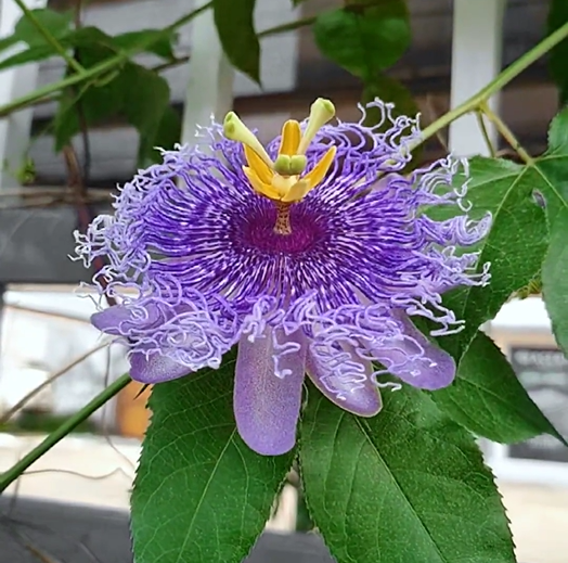 Passion Flower Seeds