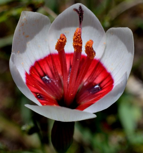 White Geissorhiza radians