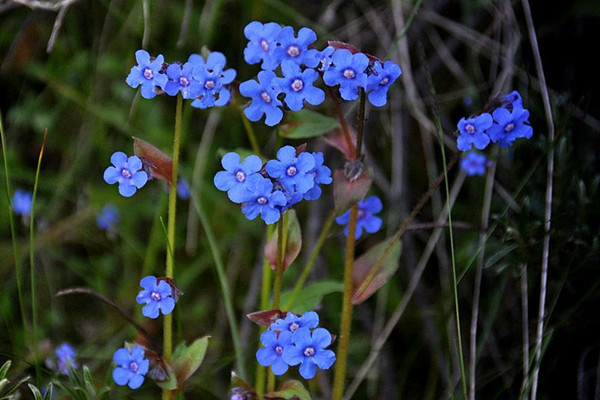 Blue Cynoglossum amabile Stapf