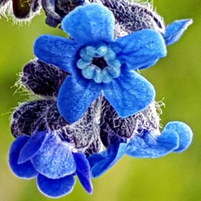 Blue Cynoglossum amabile Stapf