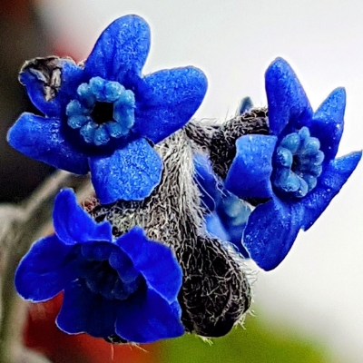 Blue Cynoglossum amabile Stapf