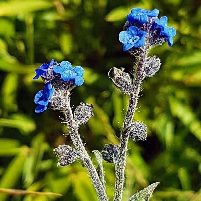 Blue Cynoglossum amabile Stapf