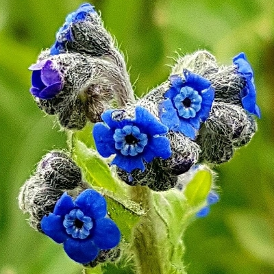 Blue Cynoglossum amabile Stapf