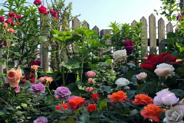 Mixed-Color Roses Seeds