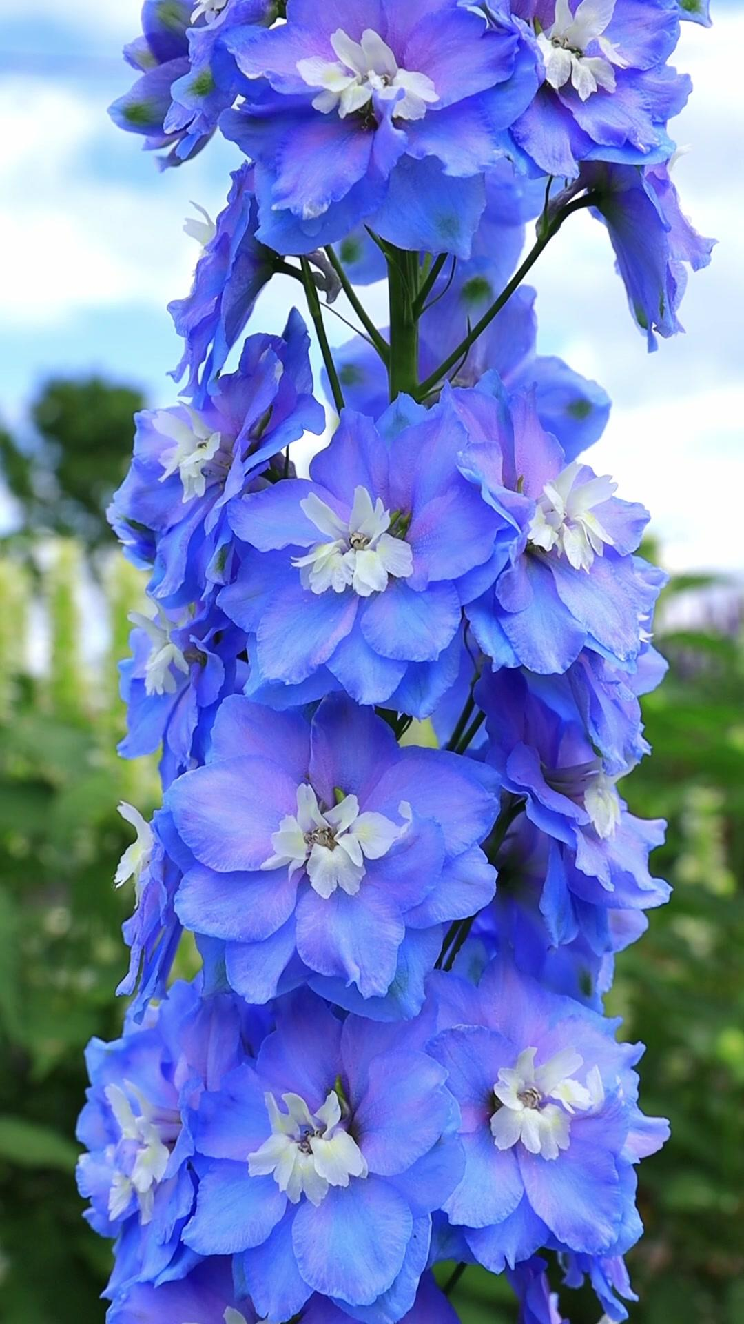 Delphinium Seeds-Mixed Color