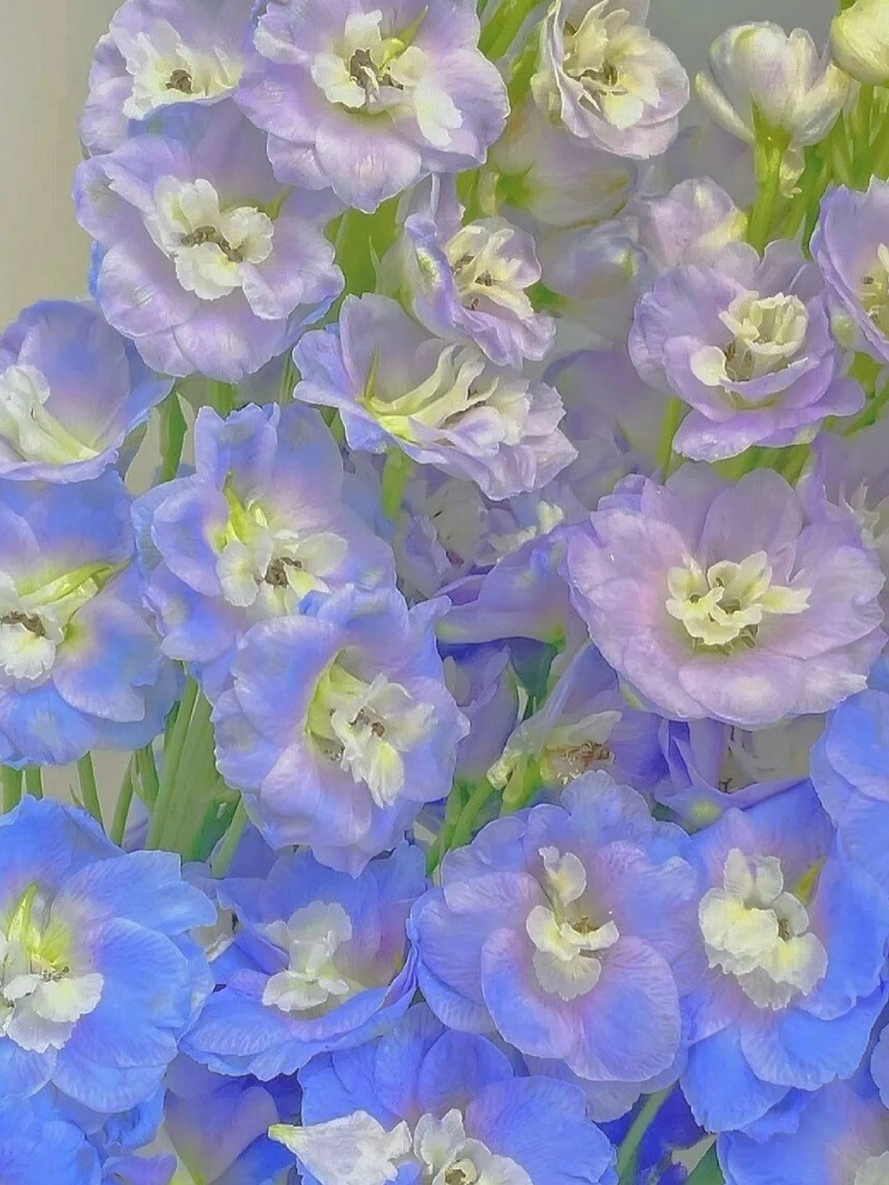 Delphinium Seeds-Mixed Color