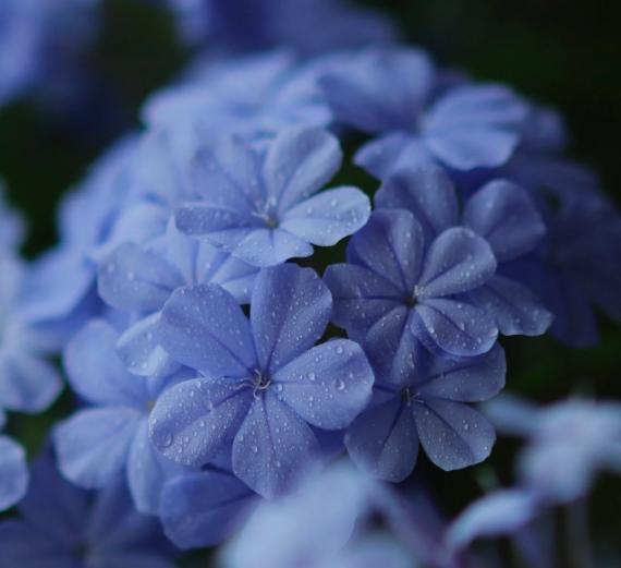 Blue Snow Flower Seeds