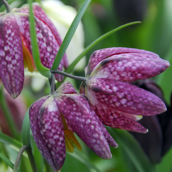 Fritillaria meleagris Seeds
