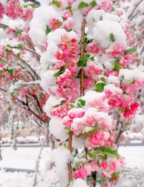 Begonia flowers Seeds