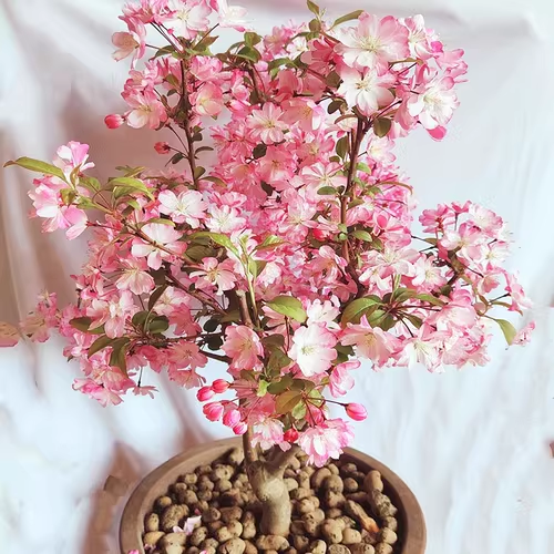Begonia flowers Seeds