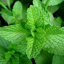 500 Seeds Mint Seeds