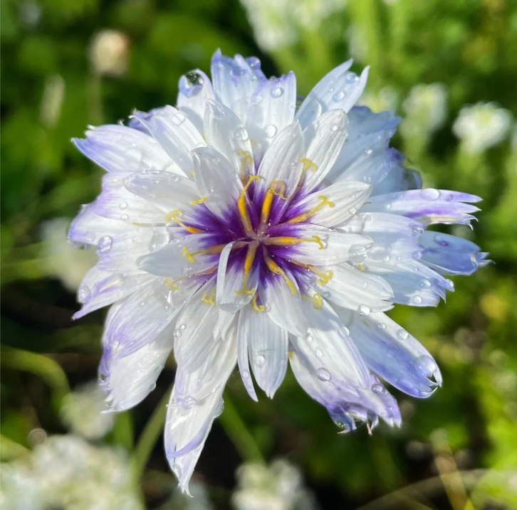 Cupid's Dart 'Amor White'-Rare Perennial-Beautiful Star like flower with purple-blue eyes