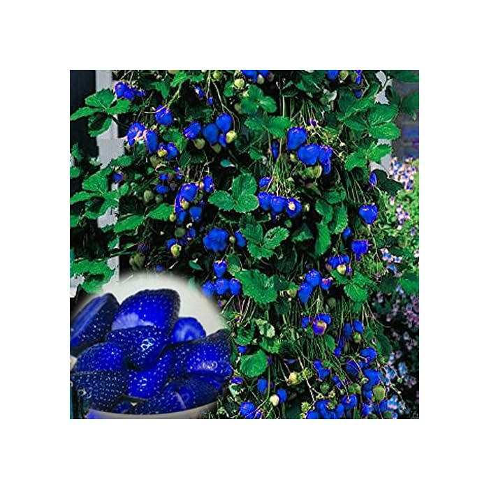 100pcs Blue Climbing Strawberry Seeds Tree Seed, Delicious Fruit Seeds for Home & Garden Bonsai Seeds Planting
