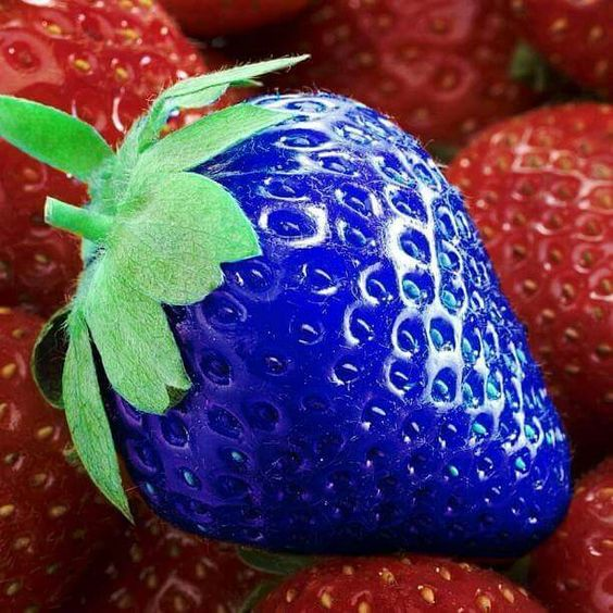 100pcs Blue Climbing Strawberry Seeds Tree Seed, Delicious Fruit Seeds for Home & Garden Bonsai Seeds Planting