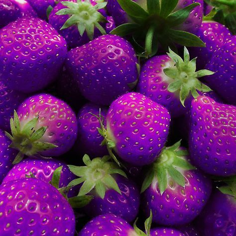 100pcs Blue Climbing Strawberry Seeds Tree Seed, Delicious Fruit Seeds for Home & Garden Bonsai Seeds Planting