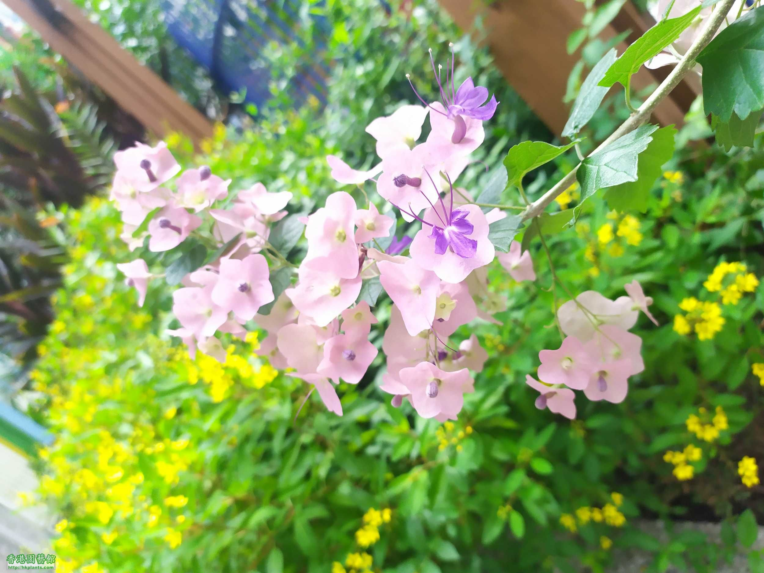 Dailyrosy™ Parasol Flower Seeds