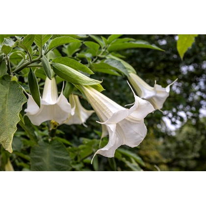 Datura Brugmansia Seeds Potted Bonsai Trumpets Angel Flower Seeds
