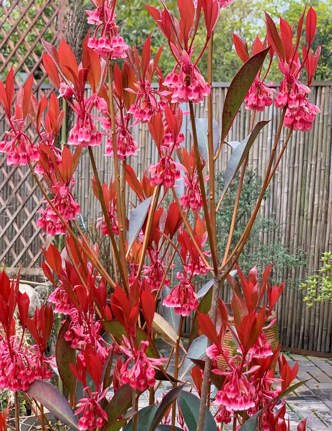 Tuberose Enkianthus Seeds