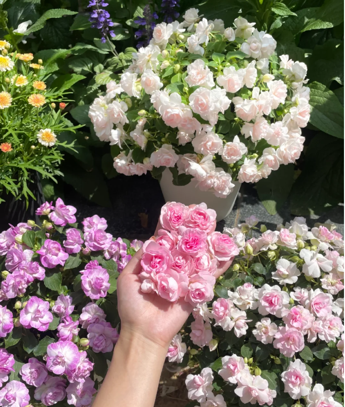 Mixed Color- Double Flower Impatiens Seeds - Mosquito and Snake Repellent Plants