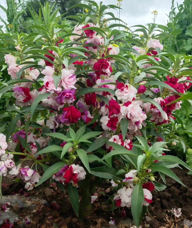 Mixed Color- Double Flower Impatiens Seeds - Mosquito and Snake Repellent Plants