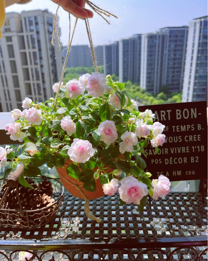 Mixed Color- Double Flower Impatiens Seeds - Mosquito and Snake Repellent Plants