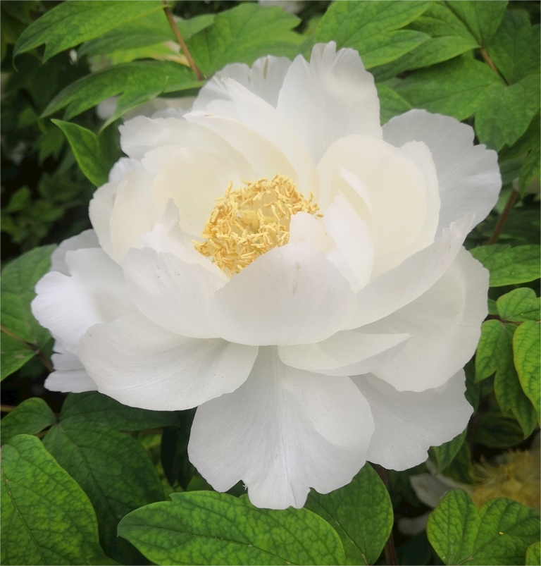 Black Beauty Peony Flower
