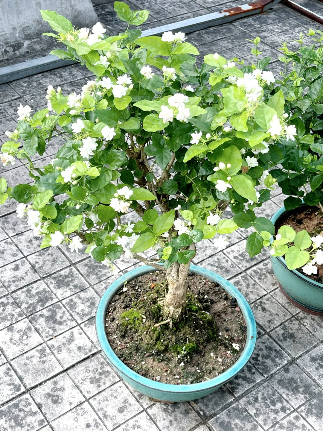 🌿Cape Jasmine Seeds🌸Hot Sale 53% off🚨